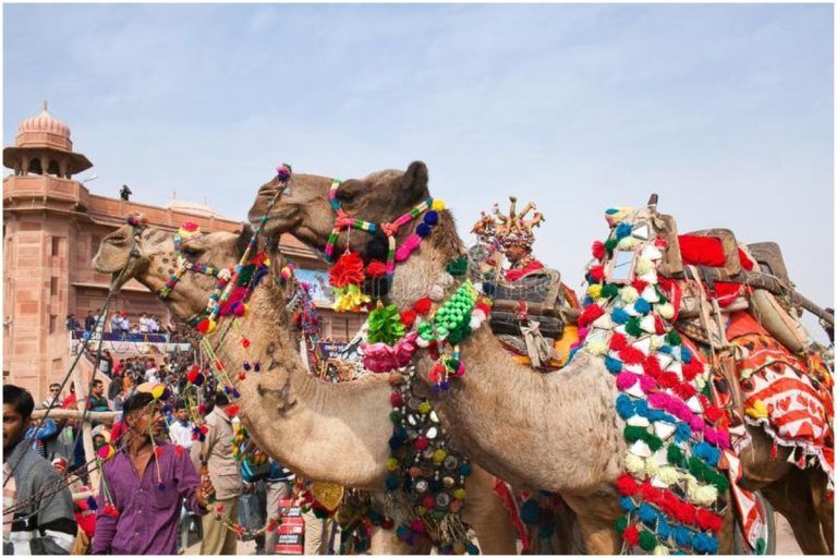 Bikaner Camel Festival 2022 Cancelled: From Camel Dances to Exploring Forts, What All The Government Had Planned This Year
